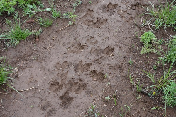 Goat tracks