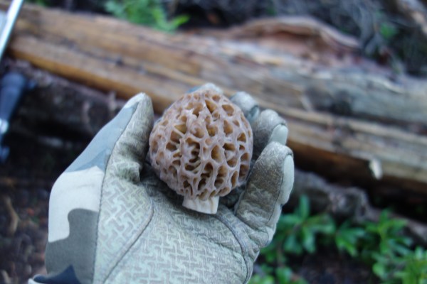 Morel mushroom